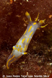 Polycera quadrilineata shot 13m deep using Canon EOS 350D... by Joao Pedro Tojal Loia Soares Silva 